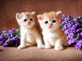 British Shorthair Golden Dişi