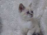 Safkan Bri̇tti̇sh Shorthai̇r Lynx Poi̇nt Yavru
