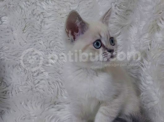 Safkan Bri̇tti̇sh Shorthai̇r Lynx Poi̇nt Yavru görsel