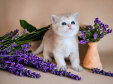 British Shorthair Golden Dişi