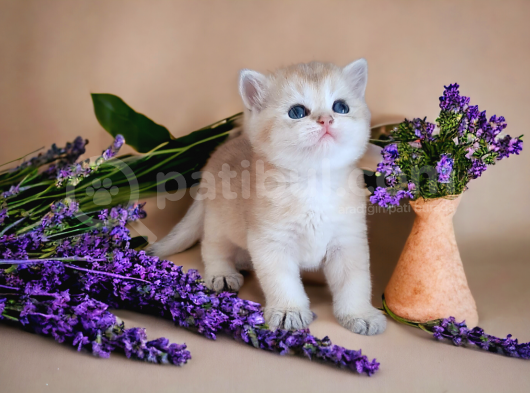 British Shorthair Golden Dişi görsel
