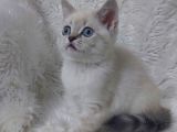 SAFKAN BRİTTİSH SHORTHAİR LYNX POİNT YAVRU