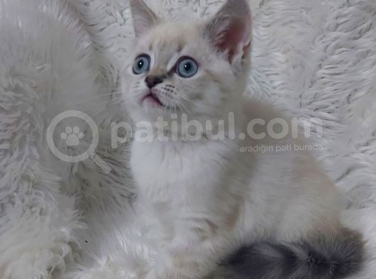 Safkan Bri̇tti̇sh Shorthai̇r Lynx Poi̇nt Yavru