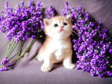 British Shorthair Golden Dişi