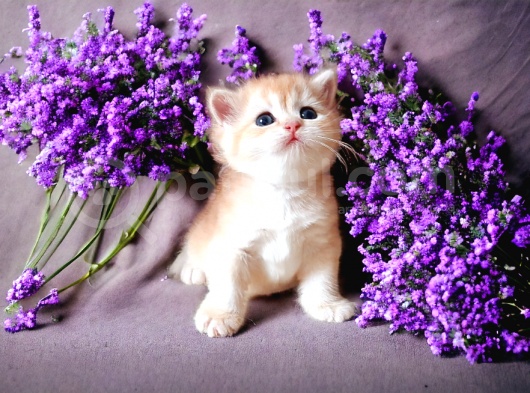 British Shorthair Golden Dişi görsel