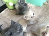 British Shorthair Bebeklerimiz