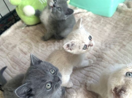 British Shorthair Bebeklerimiz görsel