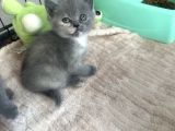 British Shorthair Bebeklerimiz