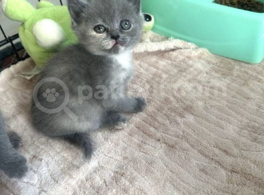 British Shorthair Bebeklerimiz görsel