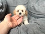 Terrier Melezi değil Orjinal Maltipoo Yavru