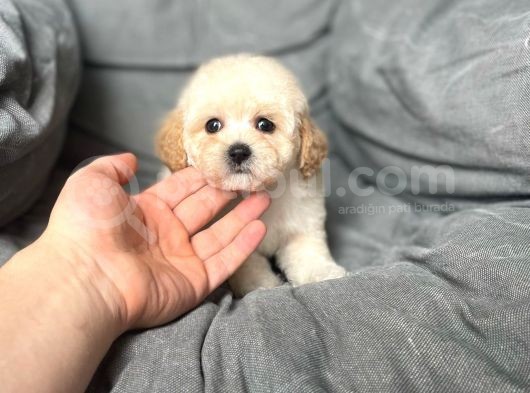 Terrier Melezi Değil Orjinal Maltipoo Yavru