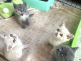 British Shorthair Bebeklerimiz