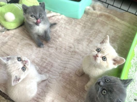 British Shorthair Bebeklerimiz görsel