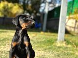 Eatetikli estetiksiz King Doberman Safkan Dişi ve erkek
