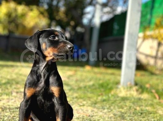 Eatetikli Estetiksiz King Doberman Safkan Dişi Ve Erkek