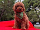 SEVİMLİ MİNYATÜR POODLE YAVRULAR