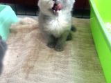 British Shorthair Bebeklerimiz
