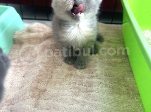 British Shorthair Bebeklerimiz görsel