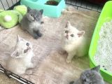 British shorthair bebeklerimiz
