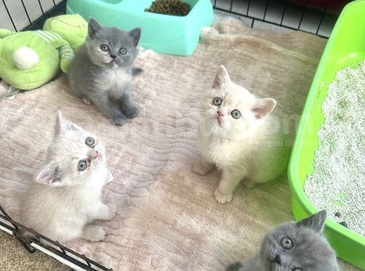 British Shorthair Bebeklerimiz