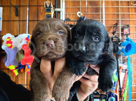 En Uyumlu Ai̇le Köpeği̇ Labrador Bebekler görsel