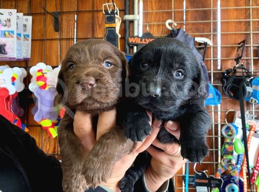 En Uyumlu Ai̇le Köpeği̇ Labrador Bebekler görsel