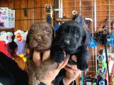 EN UYUMLU AİLE KÖPEĞİ LABRADOR BEBEKLER