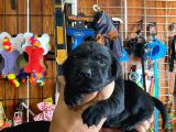 En Uyumlu Ai̇le Köpeği̇ Labrador Bebekler