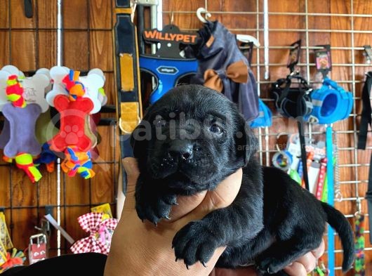 En Uyumlu Ai̇le Köpeği̇ Labrador Bebekler görsel