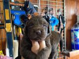 En Uyumlu Ai̇le Köpeği̇ Labrador Bebekler