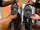 Kari̇zma Cane Corso Erkek Yavrular