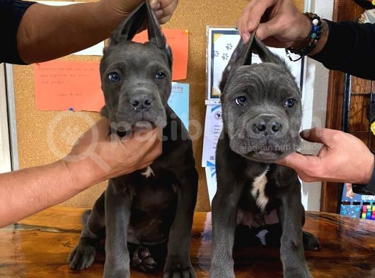 Kari̇zma Cane Corso Erkek Yavrular görsel