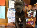 Kari̇zma Cane Corso Erkek Yavrular