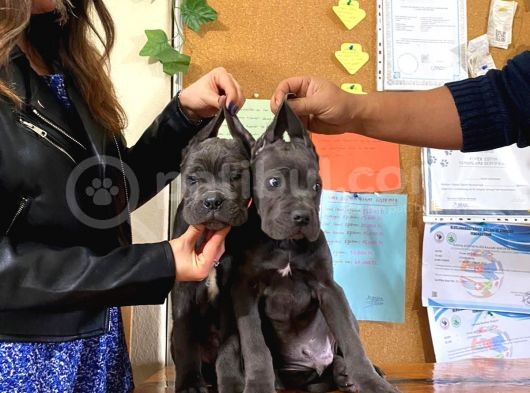 Kari̇zma Cane Corso Erkek Yavrular görsel