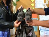 KARİZMA CANE CORSO ERKEK YAVRULAR
