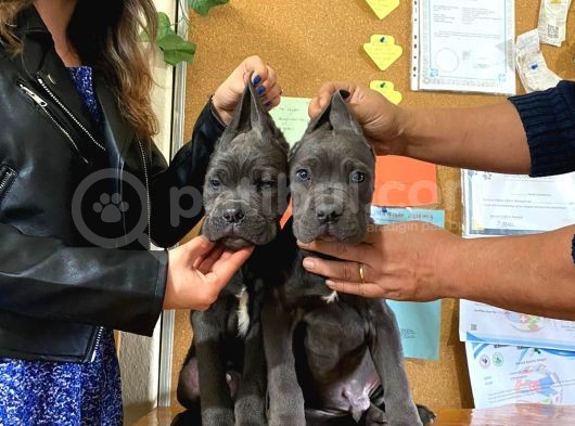 Kari̇zma Cane Corso Erkek Yavrular