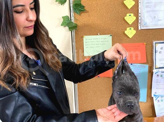 Kari̇zma Cane Corso Erkek Yavrular görsel