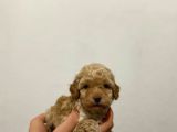 TOOY POODLE YAVRUMUZ 0 TEACUP 