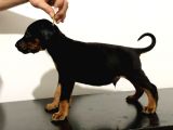 King Doberman Safkan Dişi Ve Erkek