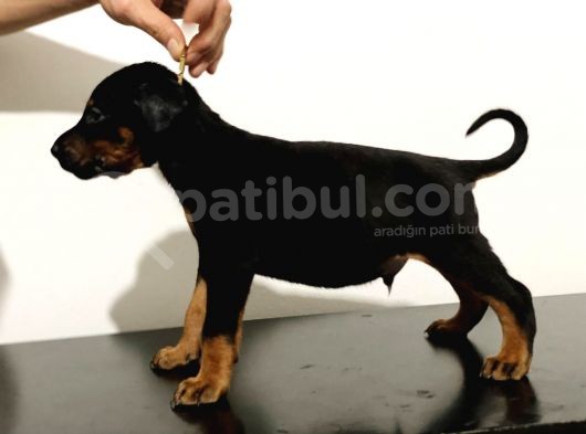 King Doberman Safkan Dişi Ve Erkek görsel