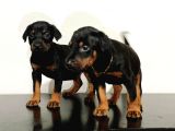 King Doberman Safkan Dişi Ve Erkek