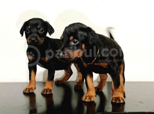 King Doberman Safkan Dişi Ve Erkek