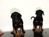 King Doberman Safkan Dişi Ve Erkek