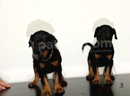 King Doberman Safkan Dişi Ve Erkek görsel