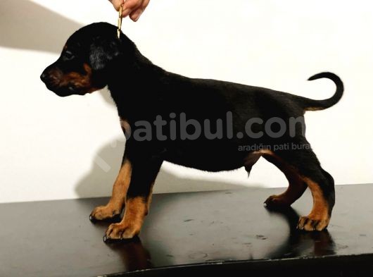 King Doberman Safkan Dişi Ve Erkek görsel