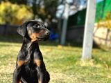 King Doberman Safkan Dişi Ve Erkek