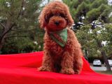 Sevi̇mli̇ Mi̇nyatür Poodle Yavrular