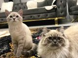 3 Aylık Dişi Baba British Anne Sibiryan