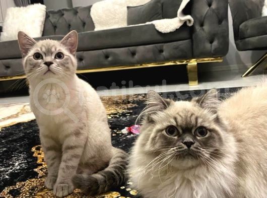 3 Aylık Dişi Baba British Anne Sibiryan görsel