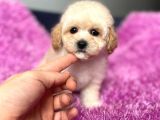 Terrier Melezi Değil Orjinal Maltipoo Yavru